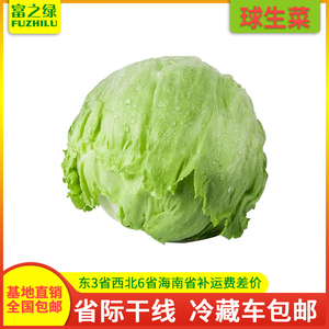 新鲜圆生菜2斤-20斤包邮 凉拌沙拉菜 球生菜 西生菜 结球生菜