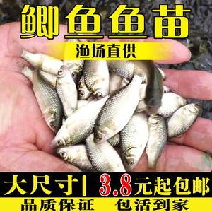 鲫鱼苗特大淡水养殖食用活体工程鲫高背中科黄金大板土鲫鱼活鱼苗