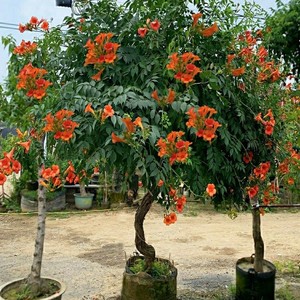 爬藤植物 绿色藤本绿植花生长快凌霄花苗 凌霄花 凌霄苗爬墙蔷薇