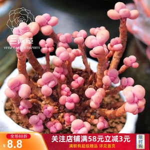 【一物一拍】腰子蛋 群生多头老桩桃蛋多肉植物萌肉肉 大棚直销