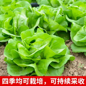 奶油生菜种子沙拉生菜种籽味香微甜生食味美秋冬阳台盆栽蔬菜种孑