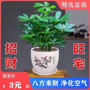 七叶莲四季常青八方来财鸭脚木室内绿植盆栽花卉发财树招财树好养