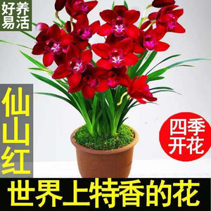 名贵兰花苗蓝宝石四季开花品种好养浓香型花卉室内绿植盆栽阳台