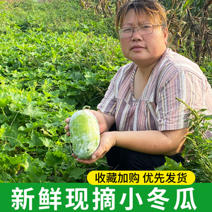 苏北农家自种小冬瓜新鲜炖汤迷你当季时令蔬菜现摘现发包邮