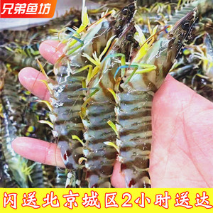 500克北京闪送鲜活活基围虾海白虾鲜活九节虾斑节虾口感优海白虾