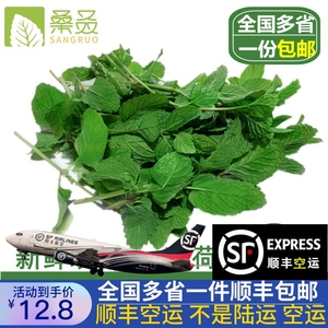 【桑叒】新鲜薄荷叶薄荷健康鱼香菜十香菜莫吉托调酒食用生鲜蔬菜