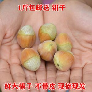 东北新鲜大榛子仁500g (吃的快常温或冷藏 吃的慢冷冻保存)送钳子