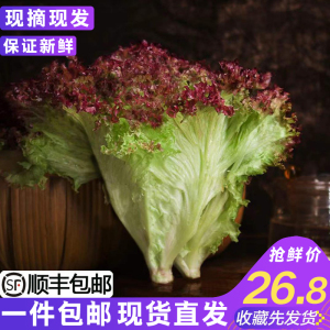 新鲜红叶生菜清洗即食西餐沙拉蔬菜凉拌健身食材罗莎红紫叶蔬菜