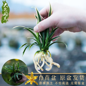 迷你兰花室内盆栽植物花卉小型四季易活绿植兰草盆景矮种微型