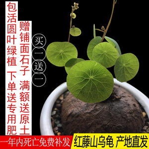 红藤山乌龟盆栽金不换植物桌面爬藤绿植水培多肉圆叶山乌龟带芽发