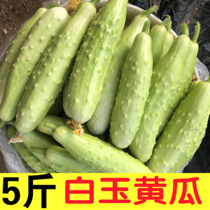 生吃海阳白玉黄瓜5斤 现摘现发刺黄瓜小青瓜蔬菜沙拉新鲜水果蔬菜