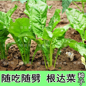 根达菜种子劈菜牛皮菜厚皮菜莙荙菜多次采收特色蔬菜种孑农家菜籽