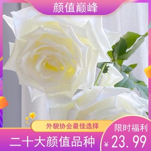 【诗人花园】保罗二世 耐热月季 浓香，白色玫瑰V12根接苗