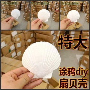 白色扇贝壳diy彩绘手工画画涂鸦海螺幼儿园活动鱼缸天然特大包邮