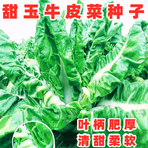 甜玉牛皮菜种子厚皮菜种籽叶柄肥厚耐抽苔四川秋冬季田园蔬菜种孑