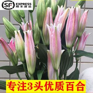 云南鲜花花束昆明直批香水百合花基地直发速递同城家用鲜切花