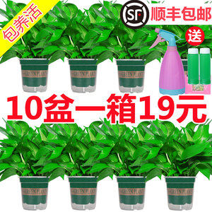 绿萝盆栽室内植物家用新房吸除甲醛水培花卉绿植长藤垂吊大叶绿萝