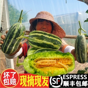 山东博洋9甜瓜博洋蜜博洋9号甜瓜博洋蜜瓜博洋61当季水果新鲜整箱