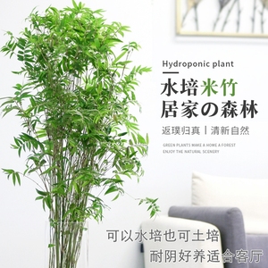 水培植物米竹带根阳台室内绿植花卉富贵竹比马醉木吊钟好养竹子