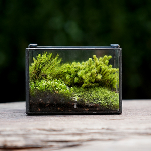 植觉 苔和子 苔藓植物趣味桌面案台小品盆栽微景观玻璃创意造景