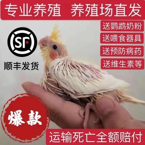 玄凤鹦鹉宠物黄化情侣幼鸟手养雏鸟活鸟粮活物说话一对可繁殖下蛋