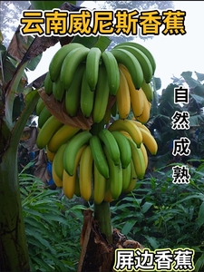 云南威尼斯香蕉精选绿皮新鲜水果当季整箱气泡柱装banana10斤包邮