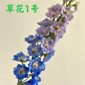 草花1号专拍链   云南昆明基地鲜花采摘7月24（主花链接）