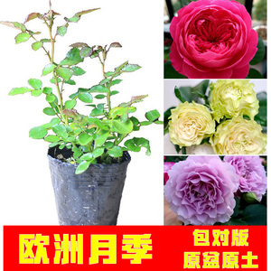 欧洲月季小苗 大花浓香月季 切花玫瑰浓香4送1 四季开花 大于奶奶