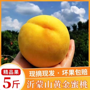 蒙阴黄桃现摘现发当季黄油桃蜜桃甜脆孕妇好吃新鲜桃子大果5斤整