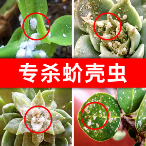 国光卓圃蚧壳虫专用药蚧必治农药多肉介壳虫花卉植物果树杀虫剂