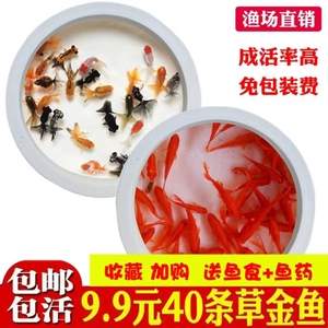 小金鱼苗观赏鱼冷水耐活好养鱼淡水红白锦鲤活鱼饲料鱼草金鱼活鱼