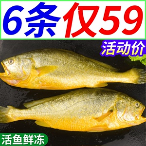 大黄花鱼新鲜冷冻约半斤/条 冰鲜小黄鱼生鲜海鱼鲜活鱼类整箱海鲜