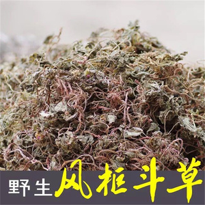 野生风柜斗草特级干品正宗福建深山风鼓草风谷草风骨草楮头红250g