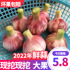 2022年新鲜现挖大蒜鲜蒜5斤河南特产湿蒜大蒜头湿干蒜头10紫皮白