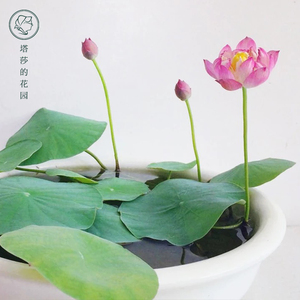 塔莎的花园 湖北碗莲水培植物四季室内花卉盆栽莲花荷花水生植物