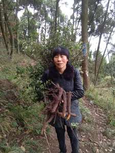 四川小叶圆红果金弹子生桩老桩花卉盆景庭院阳台屋顶绿植植物包邮