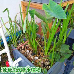 鱼缸鱼池龟池沼泽过滤挺水植物套餐水培水生植物水菖蒲芋头美人蕉