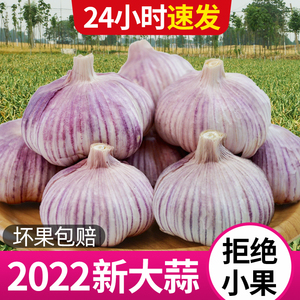 杞县大蒜头干蒜5斤新鲜紫皮大蒜种子籽干大蒜头2022当季蔬菜批发