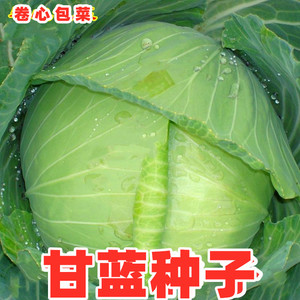 甘蓝种子结球甘蓝包菜籽京丰一号莲花白卷心菜夏秋季田园蔬菜种孑