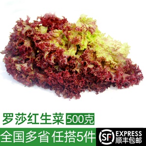 新鲜红叶生菜500g 罗莎红紫叶生菜罗沙红 西餐沙拉蔬菜健身食材