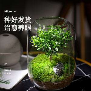 小叶赤楠生态瓶苔藓创意微景观桌面盆栽青苔造景缸植物办公室绿植
