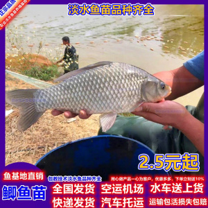 鲫鱼苗 中科五号3号彭泽鲫湘云鲫白土鲫工程鲫饲料淡水黄金鲫活体