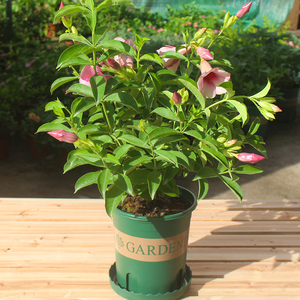 紫蝉花盆栽苗阳台庭院花朵鲜艳净化空气植物四季开花金蝉黄蝉盆栽