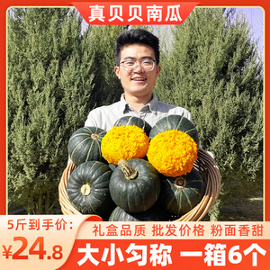 贝贝南瓜真板栗小南瓜正宗板栗味新鲜惠和粉糯5斤婴儿辅食一号