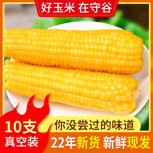 玉米新鲜糯玉米东北玉米棒真空包装黄糯粘甜黏嫩非转基因代餐守谷