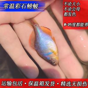 淡水中华彩石鳑鲏冷水旁皮小型原生观赏鱼活体不用加热耐养除藻