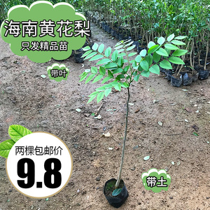 名贵苗木正宗海南黄花梨树苖黄花梨苗降香黄檀红木黄花梨