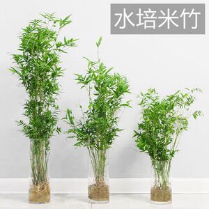 水培植物米竹室内盆栽小型凤尾竹盆景桌面绿植微盆景竹子苗观赏竹