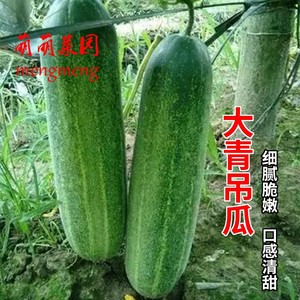 花青大青吊瓜种子大肉黄瓜籽春夏秋四季播大田农家盆栽蔬菜种孑籽