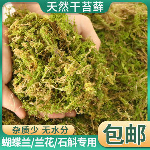 兰花 苗装饰 干苔藓石斛育苗种植苗木嫁接水草青苔 宠物龟冬眠垫